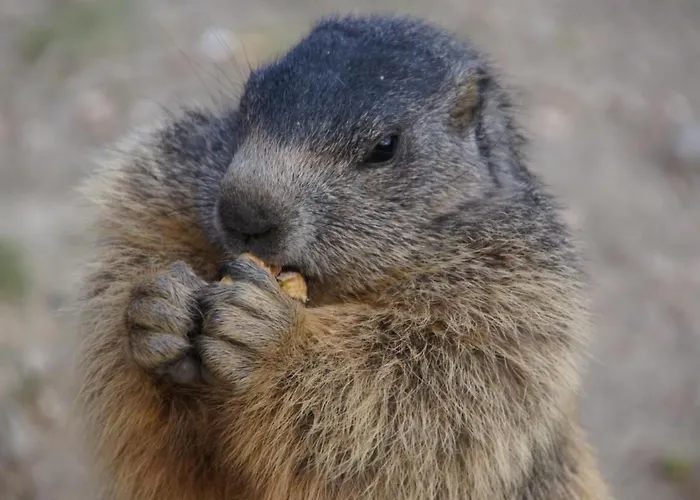 Apartment Mountain View By Interhome *