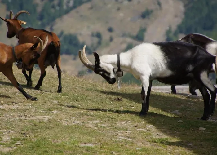 Mountain View By Interhome * サース フェー